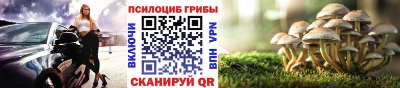 Псилоцибиновые грибы мухоморы  мега ссылки  дарк нет наркотические препараты  Судогда 